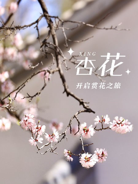 追花指南第六期！杏花雨 楊柳風(fēng) 北京最美的杏花在這里