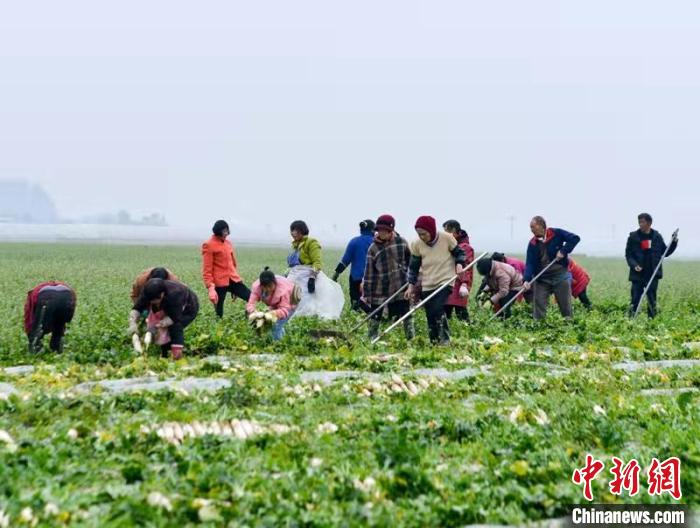 蔬菜基地工人正搶抓農(nóng)時(shí)采收蘿卜。　 汪澤民 攝