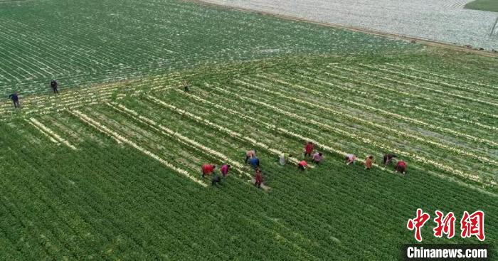 蔬菜基地工人正搶抓農(nóng)時(shí)采收蘿卜。　 彭圣洲 攝