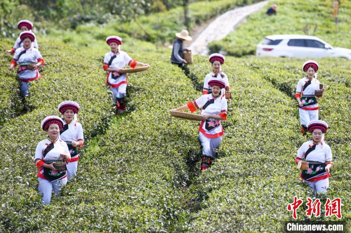 白族村民走進(jìn)茶園采摘?！钊A峰 攝