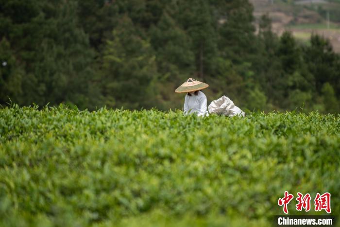 貴州茶農(nóng)采收谷雨茶留住“春天”的味道