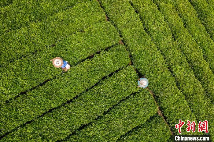 茶農(nóng)正在采摘新鮮茶葉。　唐哲 攝