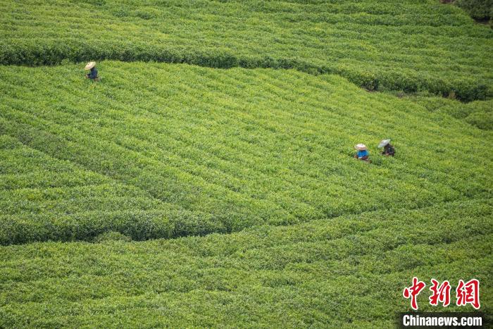 茶農(nóng)采摘谷雨茶?！√普?攝