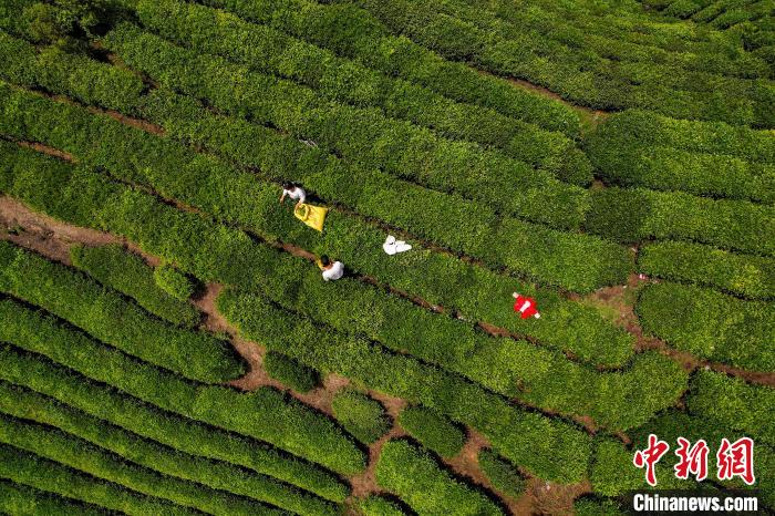 茶農(nóng)正在采摘新鮮茶葉?！√普?攝