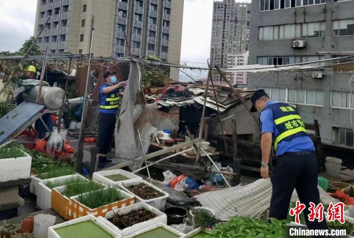 在一處居民樓屋頂，城管隊(duì)員拆除“空中菜園”。　金茜 攝