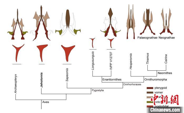 最原始鳥類“熱河鳥”最新研究：嗅覺更好、日行主導