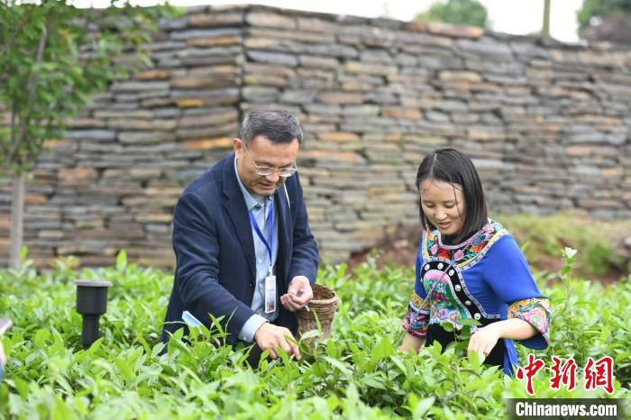 東盟國家媒體記者在辰龍關(guān)茶園采茶。　楊華峰 攝