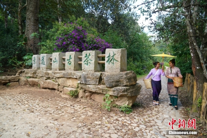 普洱景邁山古茶林文化景觀位于中國云南省普洱市瀾滄拉祜族自治縣惠民鎮(zhèn)。<a target='_blank' href='/' _fcksavedurl='/'><p  align=