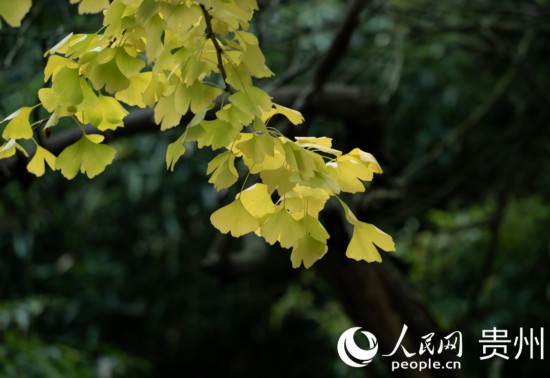 觀山湖公園秋意漸濃。人民網(wǎng) 陽茜攝