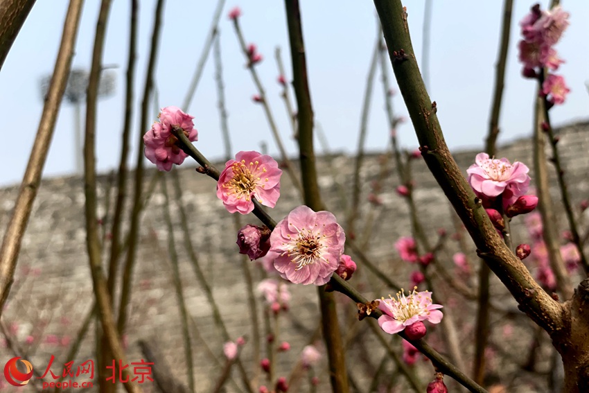 明城墻遺址公園梅花初綻。 人民網(wǎng) 池夢(mèng)蕊攝