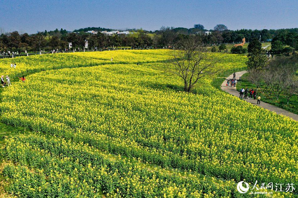 高淳區(qū)椏溪國際慢城桃花扇廣場油菜花田。劉列攝