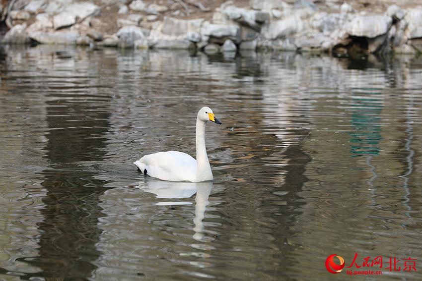 北京動物園水禽湖上，水鳥游弋其中，傳遞春的消息。人民網(wǎng) 尹星云攝