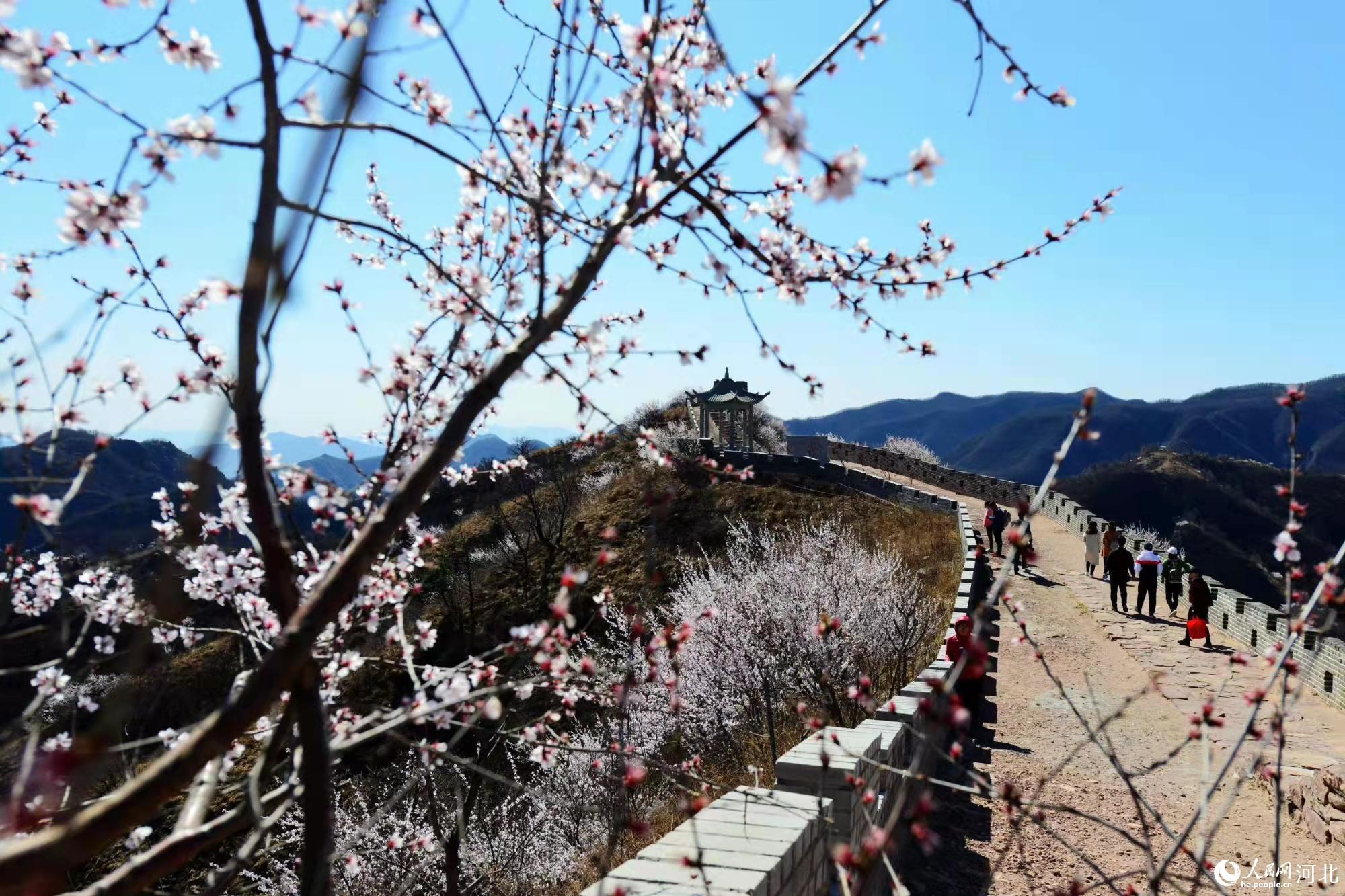 邢臺九龍峽景區(qū)鮮花盛開。 馬健攝