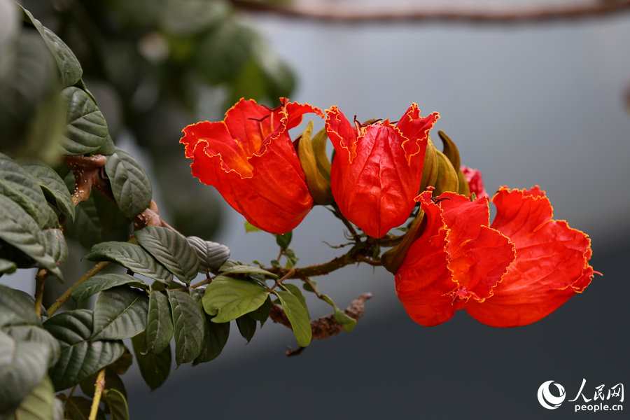 火焰木花朵呈紅色或橙紅色。人民網(wǎng) 陳博攝