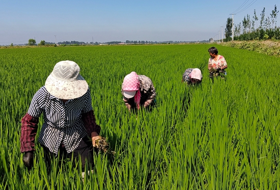 7月15日，農(nóng)民在河北省玉田縣石臼窩鎮(zhèn)王家樓村稻田勞作。 張仁杰攝