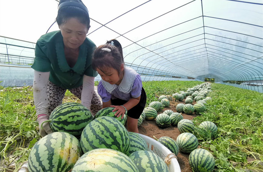 在北辰區(qū)雙街鎮(zhèn)的西瓜種植基地內(nèi)，種植農(nóng)戶們正忙著采收。陳立興攝