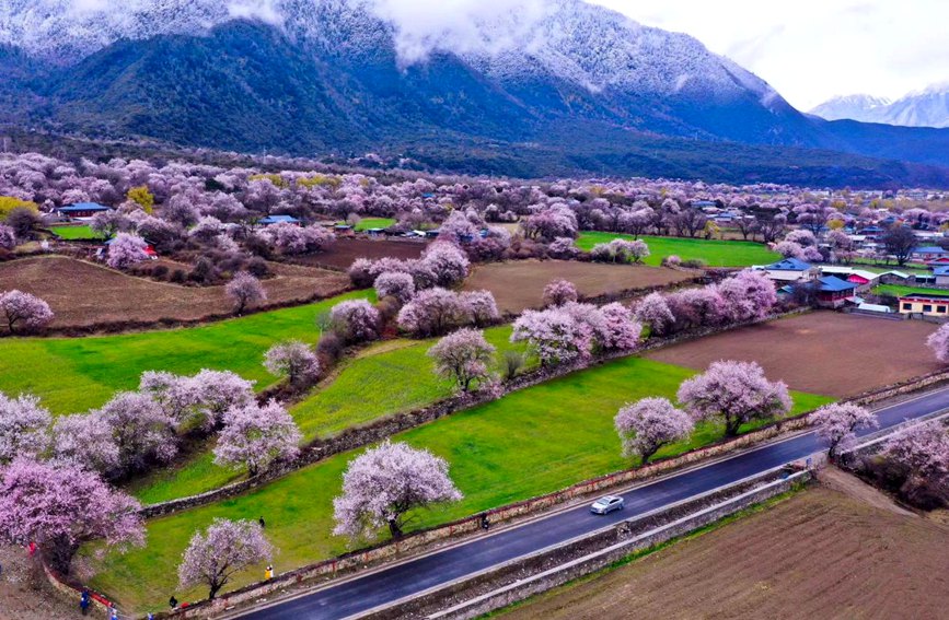 波密縣傾多鎮(zhèn)如納村盛開的桃花。徐馭堯攝