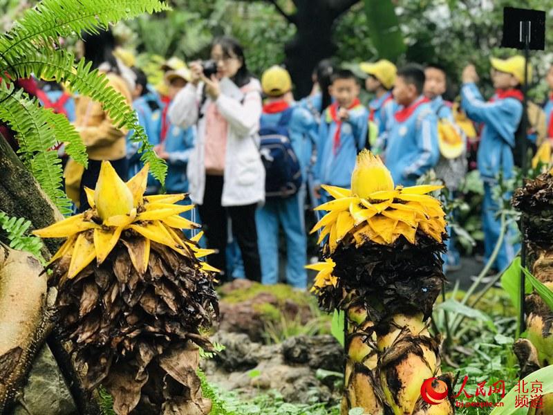 植物館里的地涌金蓮。地涌金蓮原產(chǎn)中國云南，為中國特產(chǎn)花卉。人民網(wǎng) 董兆瑞攝