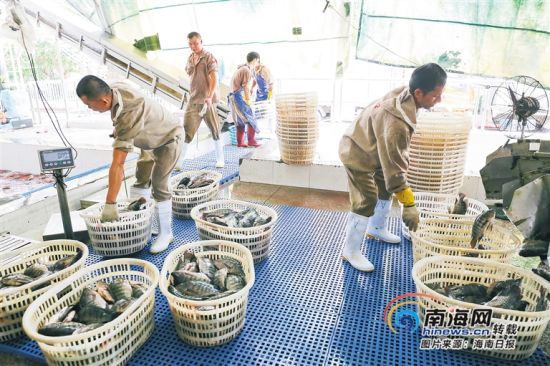 海南勤富食品有限公司工人將剛捕撈的羅非魚進行分裝加工。海南日報記者 張茂 攝