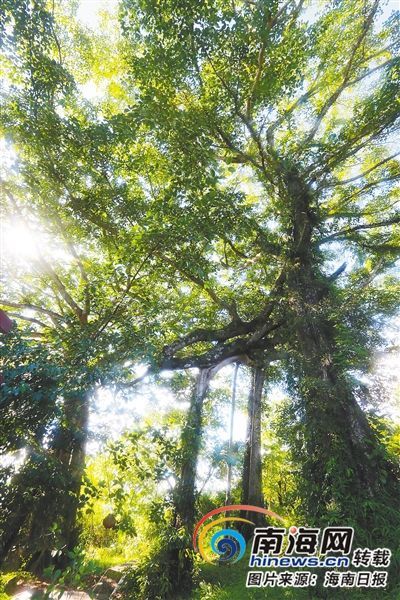 百花嶺雨林文化旅游區(qū)內(nèi)的百年古榕樹。海南日報記者 蘇曉杰 攝