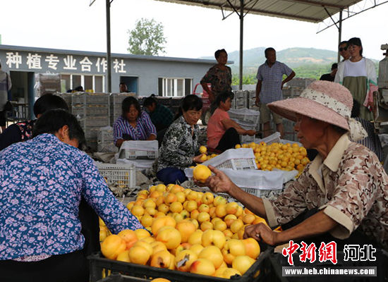 圖為秦皇島市撫寧區(qū)“首屆黃桃文化節(jié)”開(kāi)幕。 許慧敏 攝