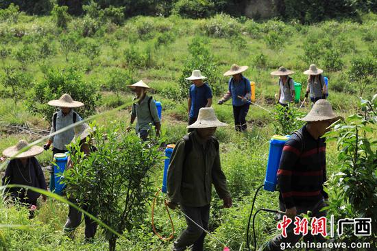 8月18日，在廣西柳州市融安縣大良鎮(zhèn)古蘭村古蘭屯，村民在金桔基地打藥。譚凱興 攝