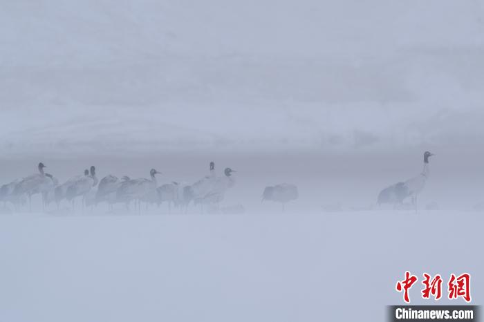 超美！黑頸鶴雪中嬉戲“翩翩起舞”