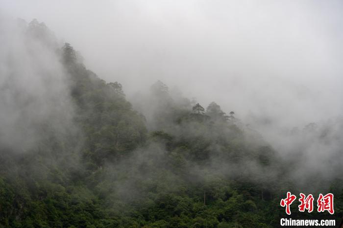 雨后勒布溝的云霧?！〗w波 攝