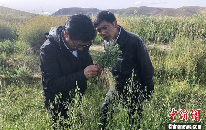 圖為尼瑪扎西(左)在青稞種植地調(diào)研(資料圖)。西藏農(nóng)科院 供圖