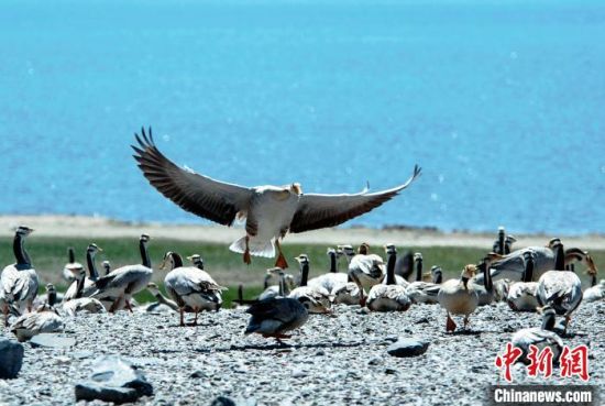 圖為青海濕地生態(tài)。(資料圖) 談林明 攝