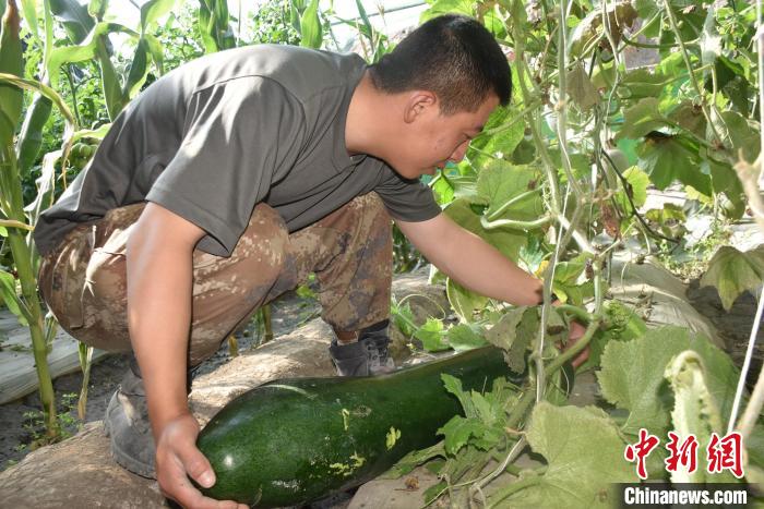 圖為阿里軍分區(qū)某邊防團(tuán)官兵在溫室摘菜。　陳嘯岳 攝