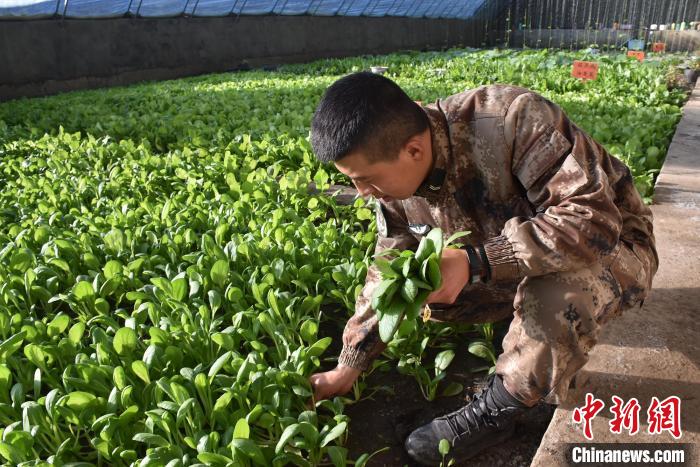 圖為阿里軍分區(qū)某邊防團(tuán)官兵在溫室摘菜。　陳嘯岳 攝