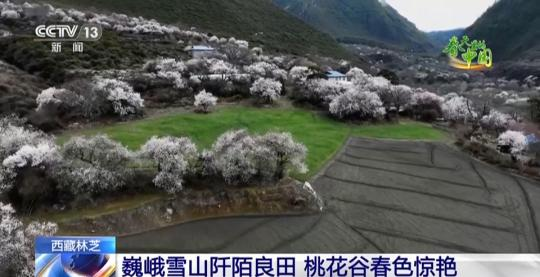 西藏林芝：巍峨雪山阡陌良田 桃花谷春色驚艷