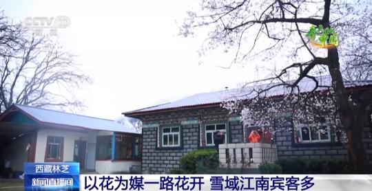 西藏林芝：巍峨雪山阡陌良田 桃花谷春色驚艷