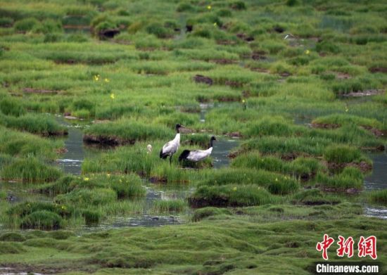 圖為祁連山國家公園青海片區(qū)內(nèi)的黑頸鶴。　祁連山國家公園青海省管理局供圖 攝