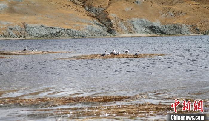 圖為瑪旁雍錯濕地棲息的水鳥?！≮w朗 攝