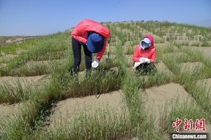 圖為工作人員在調(diào)查沙障技術成果。　張登山 攝