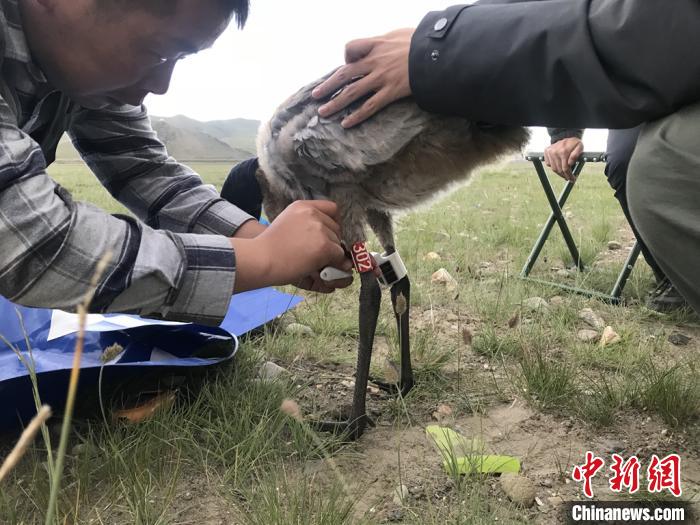 圖為研究人員為黑頸鶴佩戴GPS跟蹤設(shè)備。祁連山國(guó)家公園青海省管理局供圖