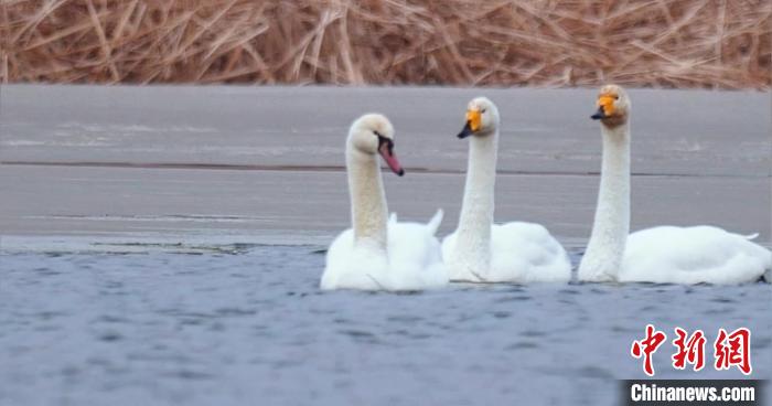 圖為疣鼻天鵝與大天鵝。　青海國家公園觀鳥協(xié)會供圖 攝