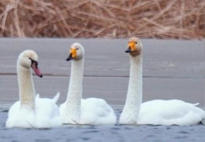 圖為疣鼻天鵝與大天鵝?！∏嗪夜珗@觀鳥協(xié)會供圖 攝