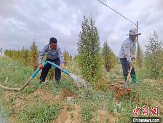 圖為扎西和村民給樹澆水?！∑钤鲚怼z