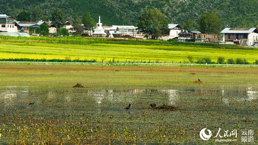 納帕海成為鳥類遷徙停留地。呂昊辰攝