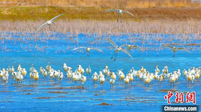 沿海濕地，鳥(niǎo)類天堂?！←}城市委宣傳部供圖