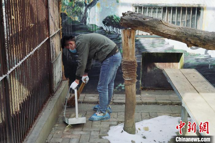 圖為雪豹“奶爸”史壽軍正在打掃豹館衛(wèi)生?！●R銘言 攝