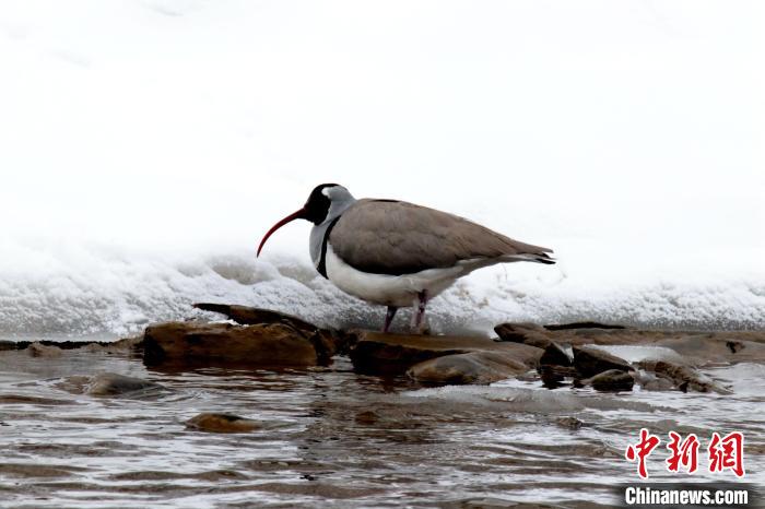 青海達(dá)日黃河國(guó)家濕地公園鳥(niǎo)類(lèi)增至49種