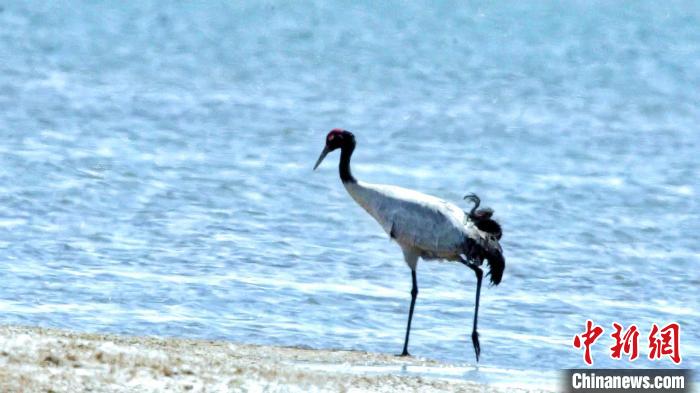 圖為黑頸鶴在青海湖畔散步?！《砣詹囟?攝