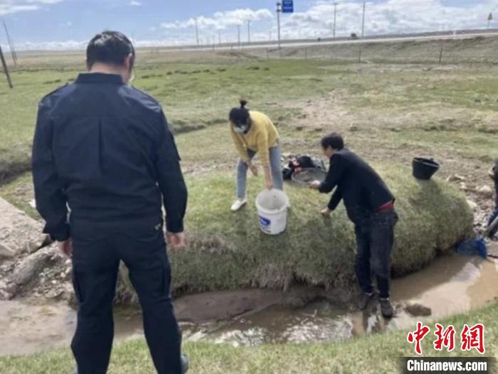 青海湖環(huán)湖地區(qū)干部群眾共同救助擱淺青海湖裸鯉