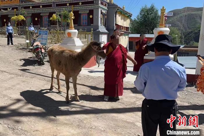 青海警方成功救助國家一級(jí)保護(hù)動(dòng)物白唇鹿