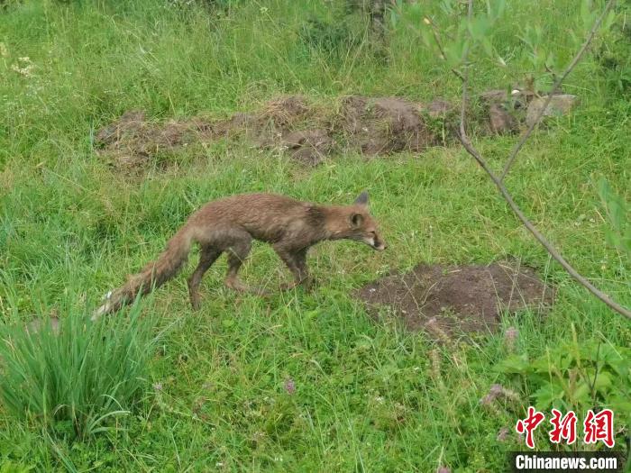 青?；ブ骄戎鷩叶壉Ｗo野生動物赤狐