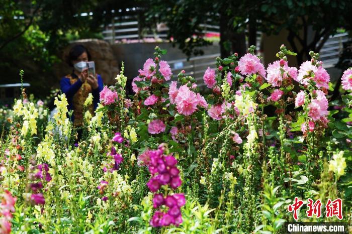 圖為市民在西寧園林植物園內(nèi)賞花拍照。　馬銘言 攝